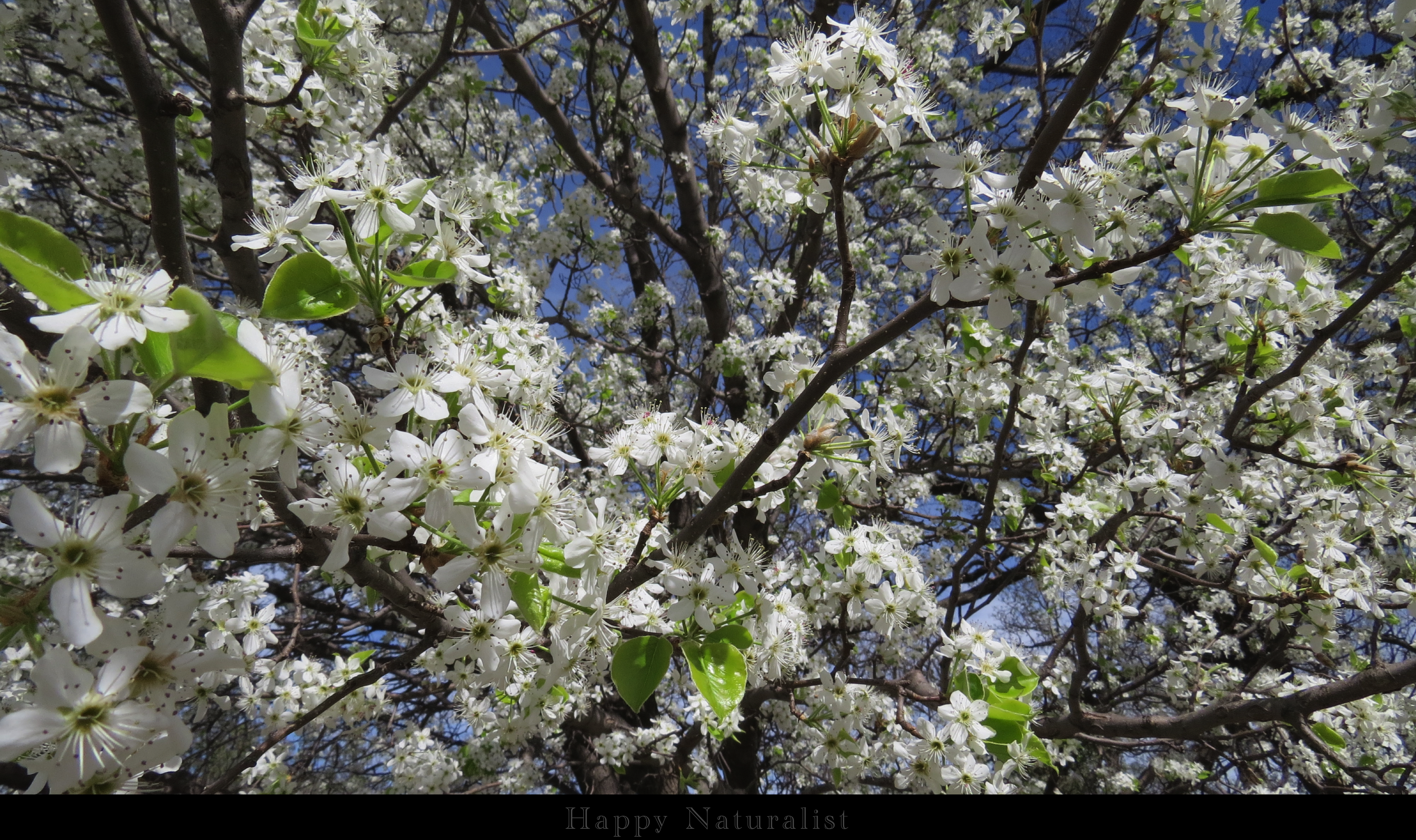 Bradford Pear Blossoms